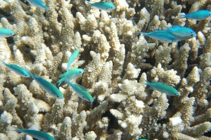 travel-to-australia-great-barrier-reef