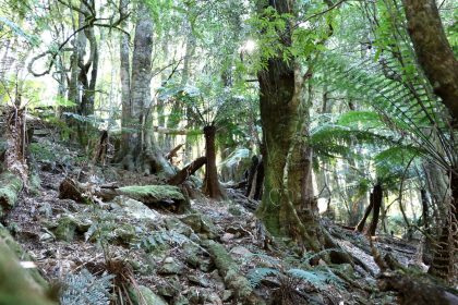 Australia-Gondwana Forests
