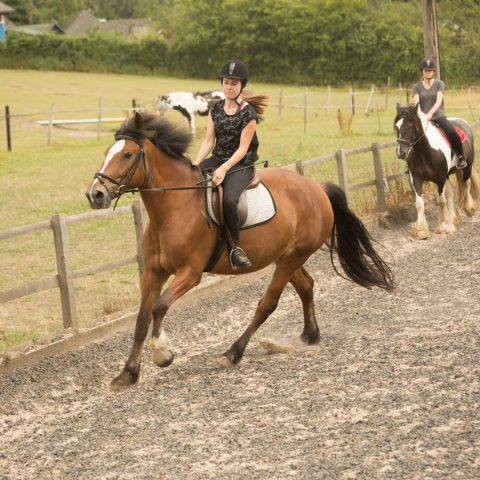 equitation