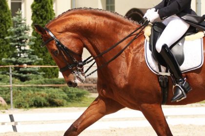 language_study_abroad_horseback_riding_horse_England_Lec